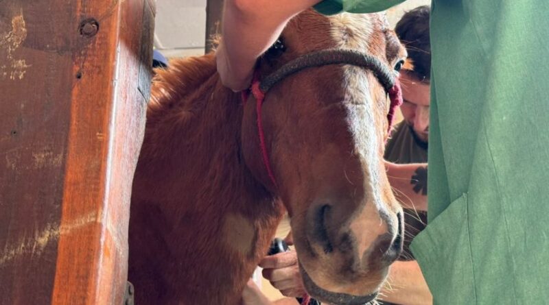 Cavalo Caramelo tem quadro de recuperação estável e recebe tratamento