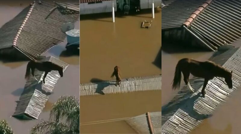Cavalo Caramelo ilhado em telhado em Canelas é resgatado