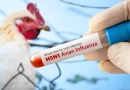 Gripe aviária: Brasil confirma 1º caso em granja comercial