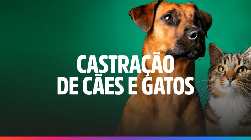 Amanhã, 21, vai ter agendamento para castração em Cardoso Moreira Amanhã, 21, vai ter agendamento para castração em Cardoso Moreira