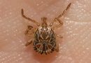 Itaperuna concentra metade das mortes por febre maculosa no Estado