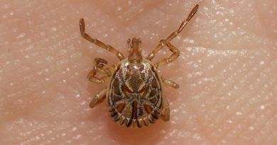 Itaperuna concentra metade das mortes por febre maculosa no Estado
