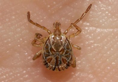 Itaperuna concentra metade das mortes por febre maculosa no Estado