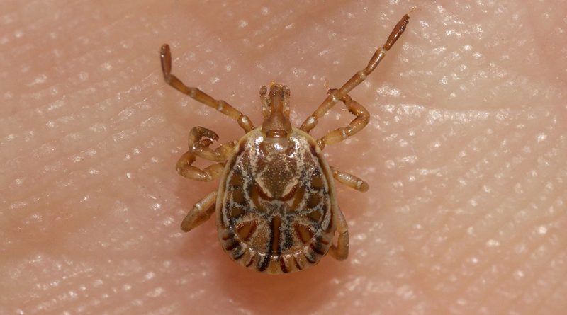 Itaperuna concentra metade das mortes por febre maculosa no Estado